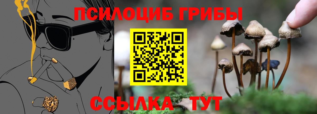 Галлюциногенные грибы Psilocybine cubensis Киселёвск